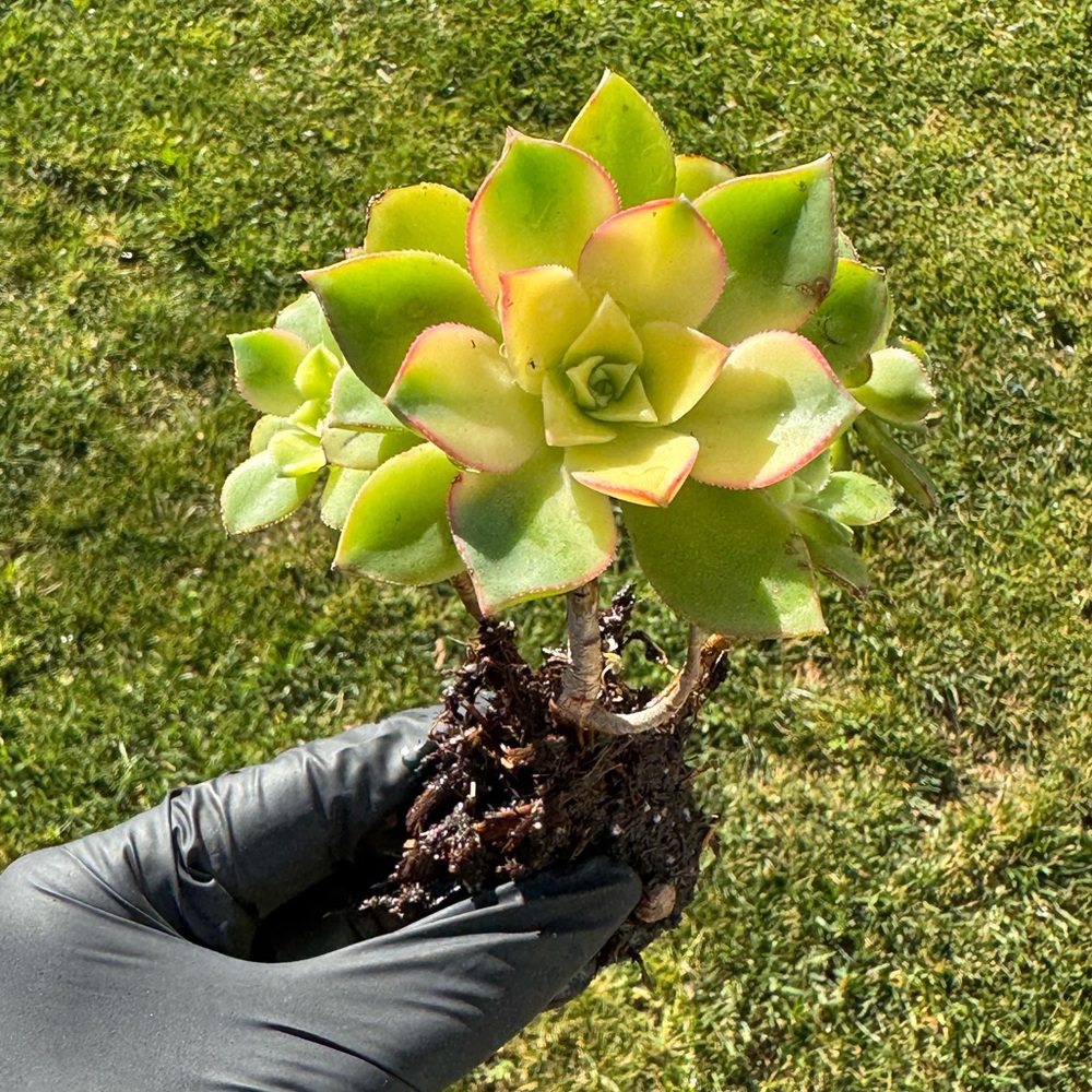 Aeonium "Kiwi"  Succulent Plant